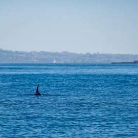 Lizbona: safari oceaniczne z biologami morskimi