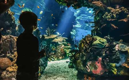 Lizbona: Oceanarium w Lizbonie - bilet wstępu