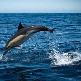 Sesimbra: Arrábida Dolphin Watching Rejs wycieczkowy z biologiem