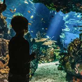 Lizbona: Oceanarium w Lizbonie - bilet wstępu