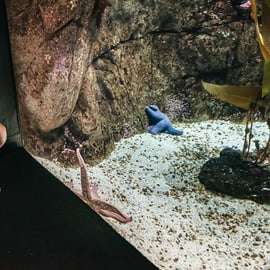 Lizbona: Oceanarium w Lizbonie - bilet wstępu