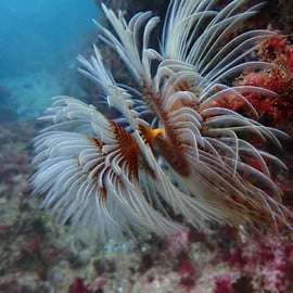 Sesimbra: nurkowanie z akwalungiem wraz z fotografiami