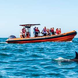 Cascais: Obserwacja delfinów