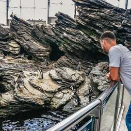 Lizbona: Oceanarium w Lizbonie - bilet wstępu