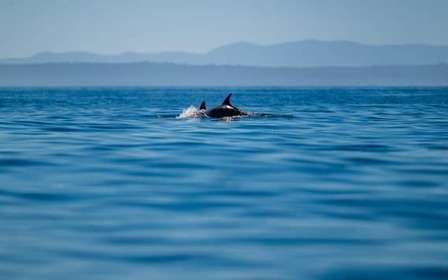 Lizbona: safari oceaniczne z biologami morskimi