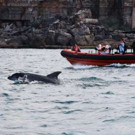 Cascais: Obserwacja delfinów