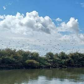 Lizbona: Birdwatching Boat Tour w rezerwacie przyrody ujścia Tagu