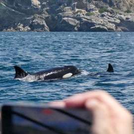 Sesimbra: Arrábida Dolphin Watching Rejs wycieczkowy z biologiem