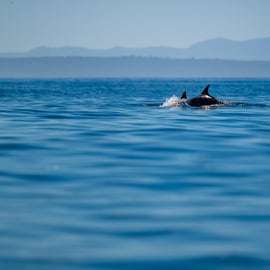 Lizbona: safari oceaniczne z biologami morskimi