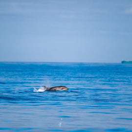 Lizbona: safari oceaniczne z biologami morskimi