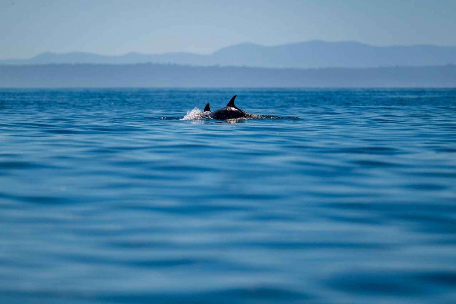 Lizbona: safari oceaniczne z biologami morskimi