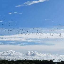 Lizbona: Birdwatching Boat Tour w rezerwacie przyrody ujścia Tagu
