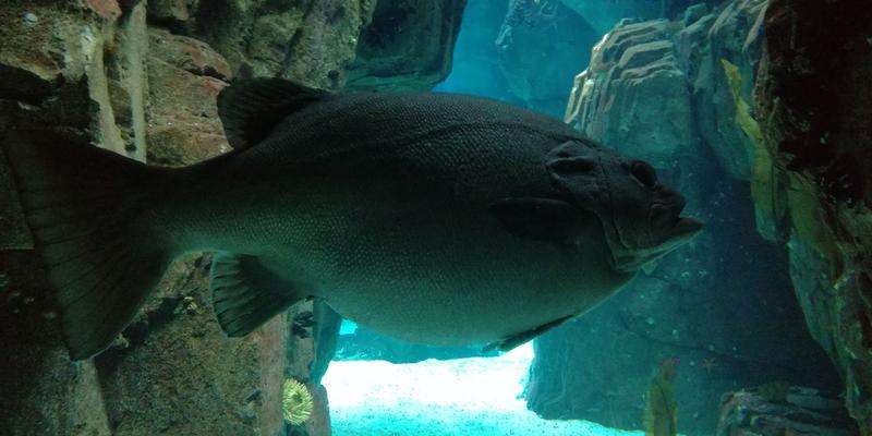 Oceanarium w Lizbonie