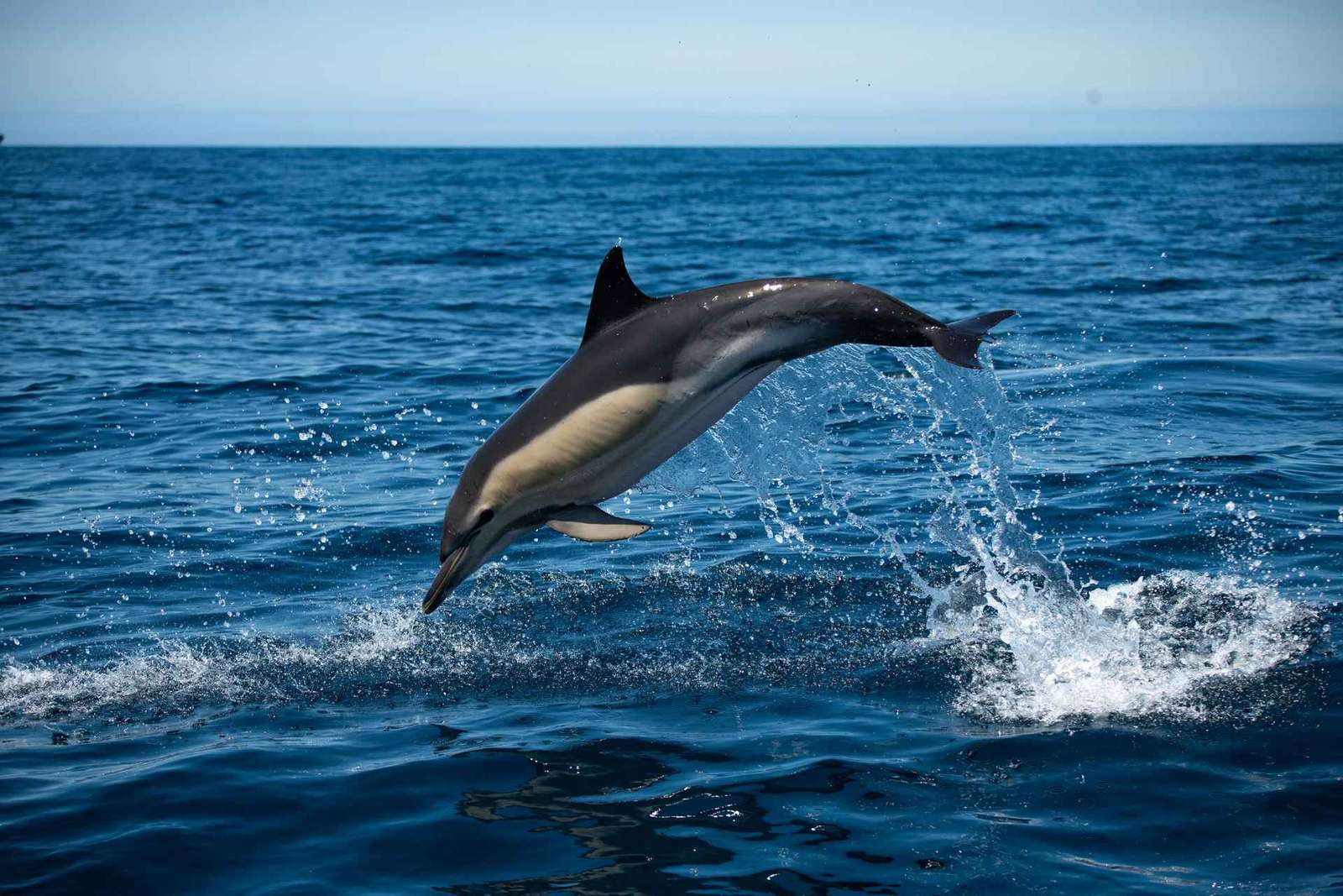 Sesimbra: Arrábida Dolphin Watching Rejs wycieczkowy z biologiem