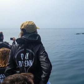 Sesimbra: Arrábida Dolphin Watching Rejs wycieczkowy z biologiem
