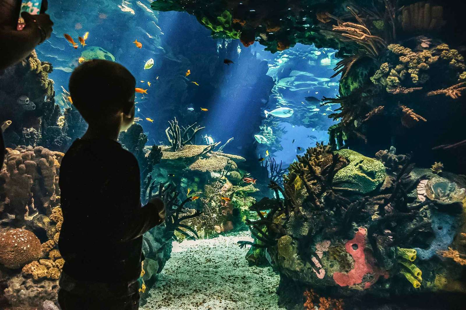 Lizbona: Oceanarium w Lizbonie - bilet wstępu