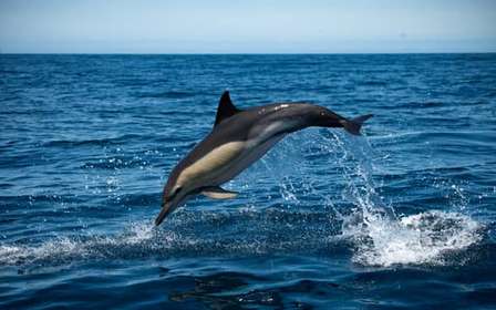 Sesimbra: Arrábida Dolphin Watching Rejs wycieczkowy z biologiem