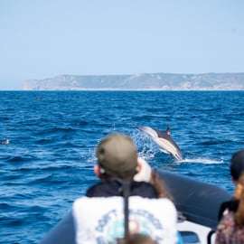 Sesimbra: Arrábida Dolphin Watching Rejs wycieczkowy z biologiem