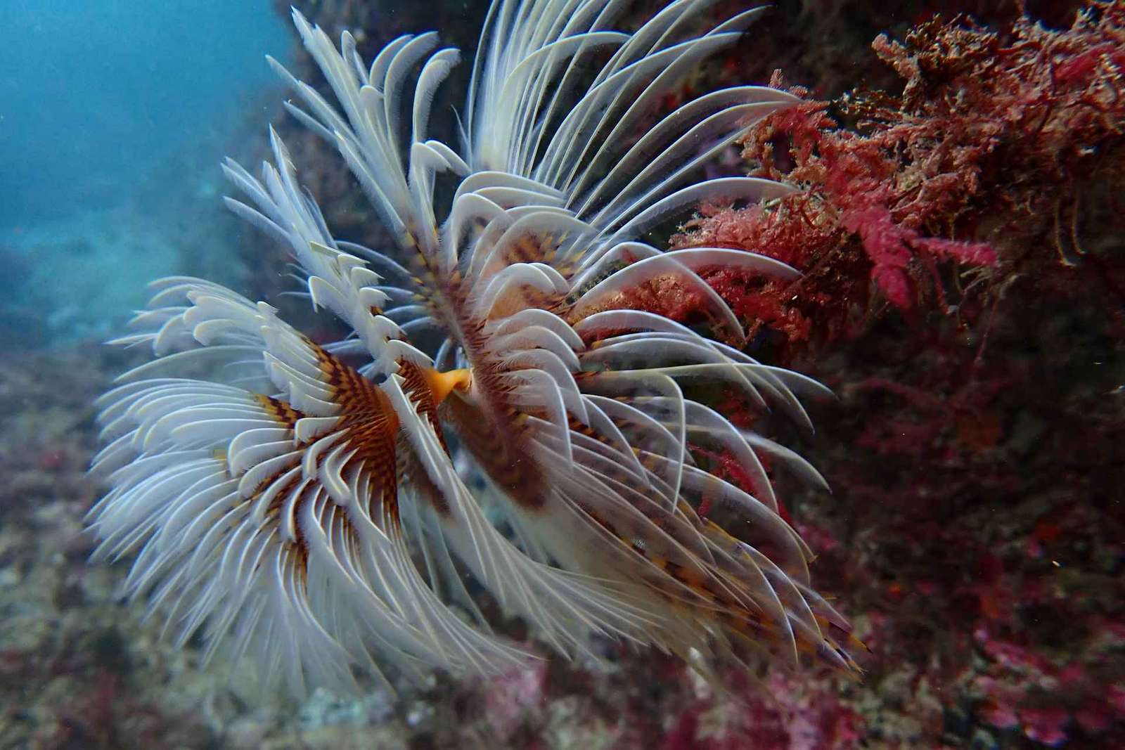 Sesimbra: nurkowanie z akwalungiem wraz z fotografiami
