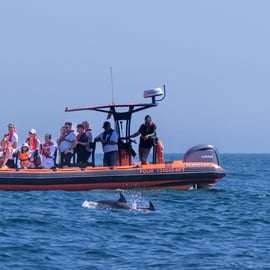 Cascais: Obserwacja delfinów