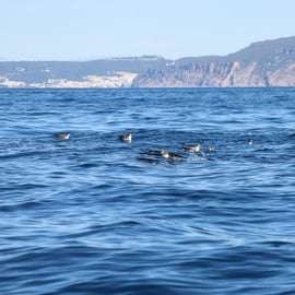 Lizbona: safari oceaniczne z biologami morskimi