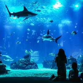 Lizbona: Oceanarium w Lizbonie - bilet wstępu
